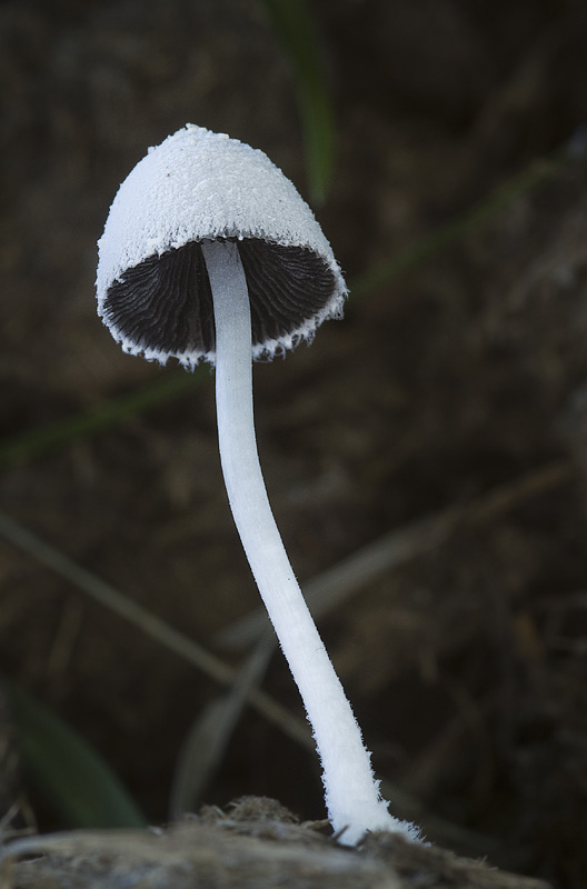 Coprinopsis nivea